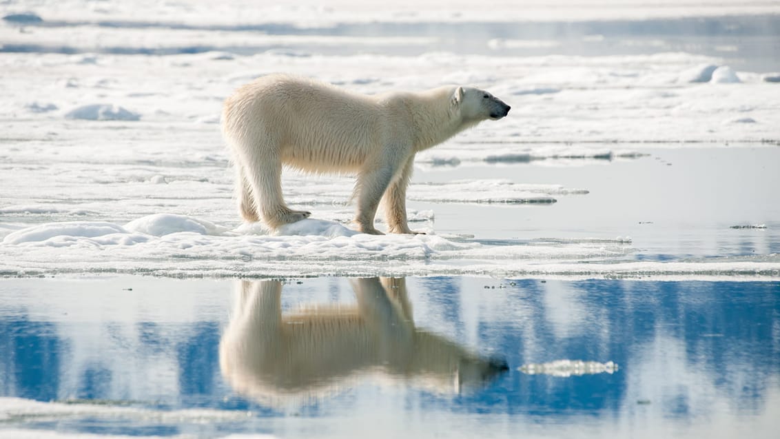 Tag med Jysk Rejsebureau på eventyr til Svalbard