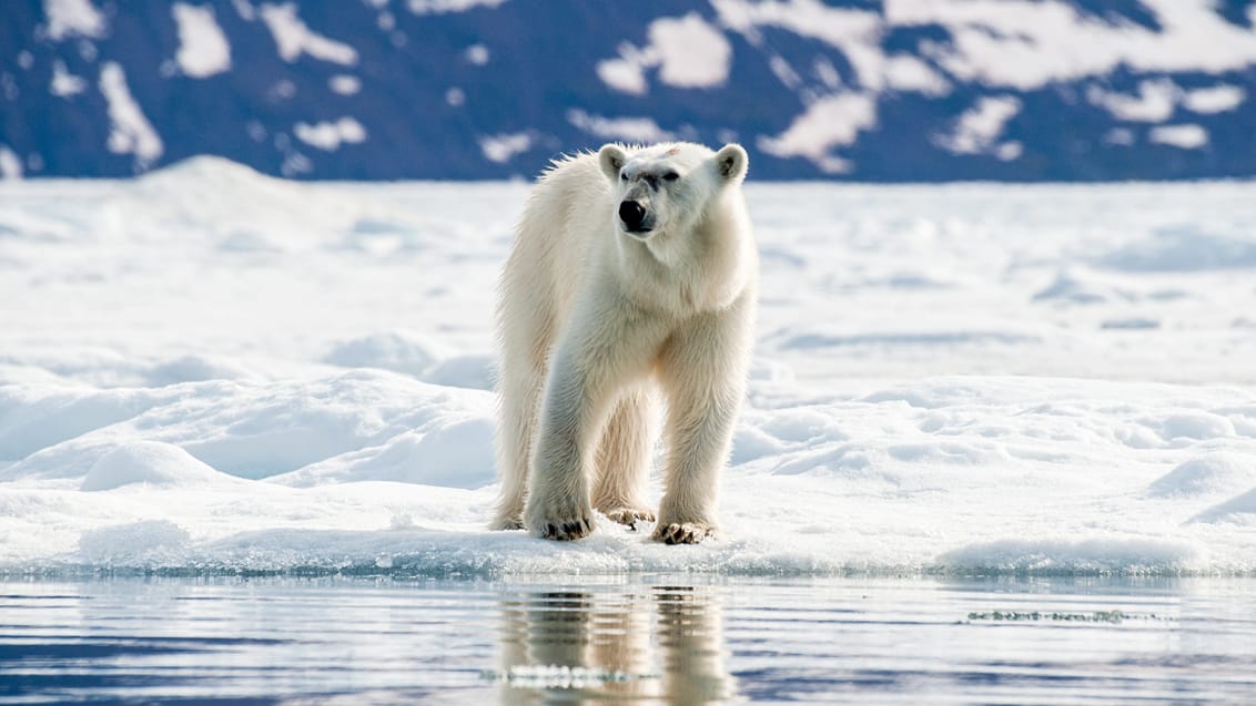 Tag med Jysk Rejsebureau på eventyr til Svalbard