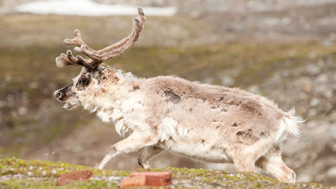 Tag med Jysk Rejsebureau på eventyr til Svalbard