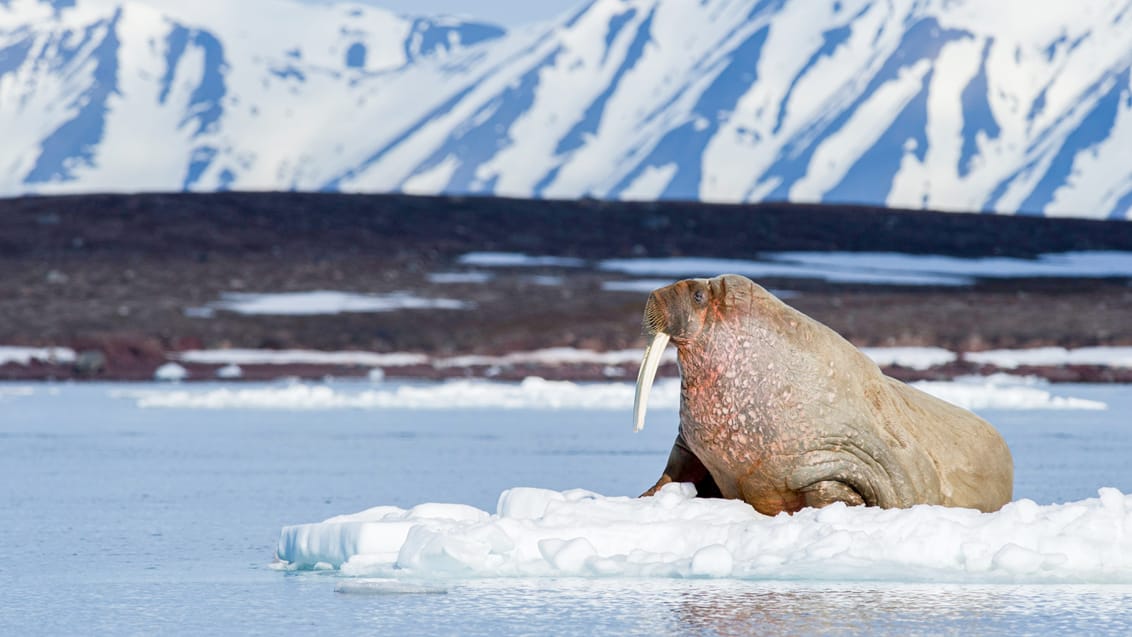 Tag med Jysk Rejsebureau på eventyr til Svalbard