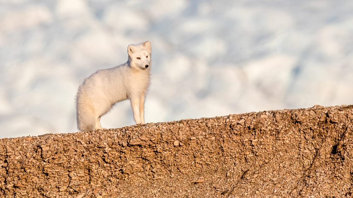 Tag med Jysk Rejsebureau på eventyr til Svalbard