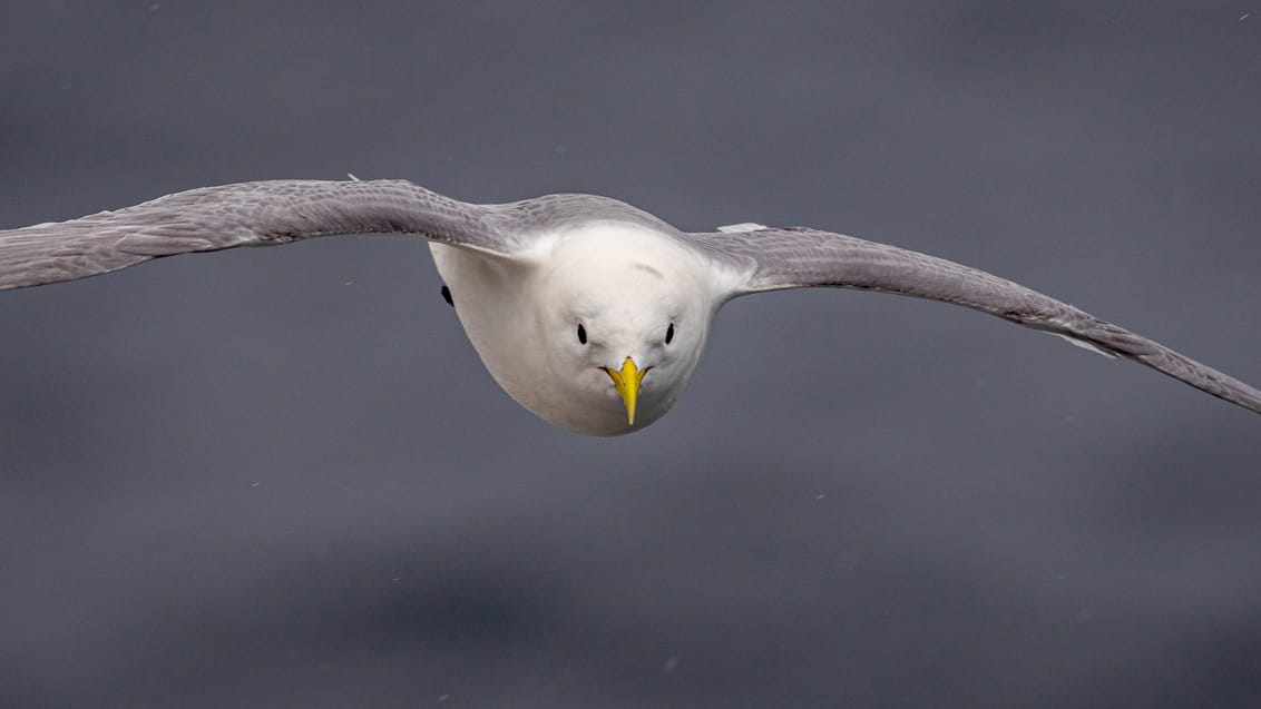 Tag med Jysk Rejsebureau på eventyr til Svalbard