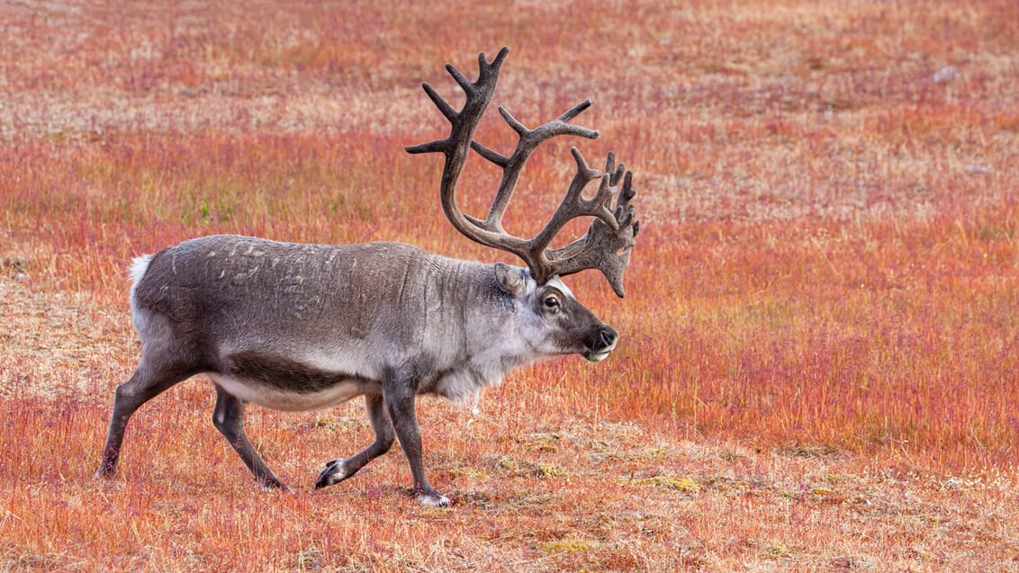 Tag med Jysk Rejsebureau på eventyr til Svalbard