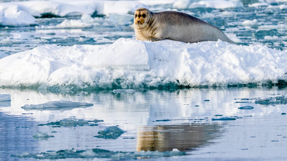 Tag med Jysk Rejsebureau på eventyr til Svalbard