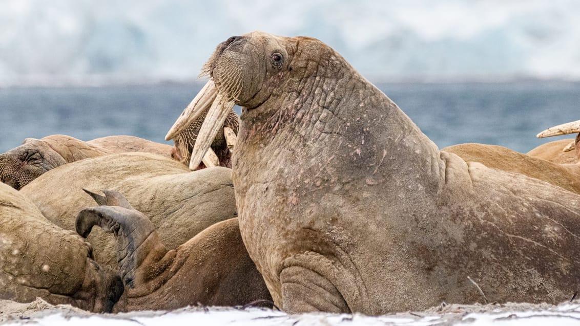 Tag med Jysk Rejsebureau på eventyr til Svalbard