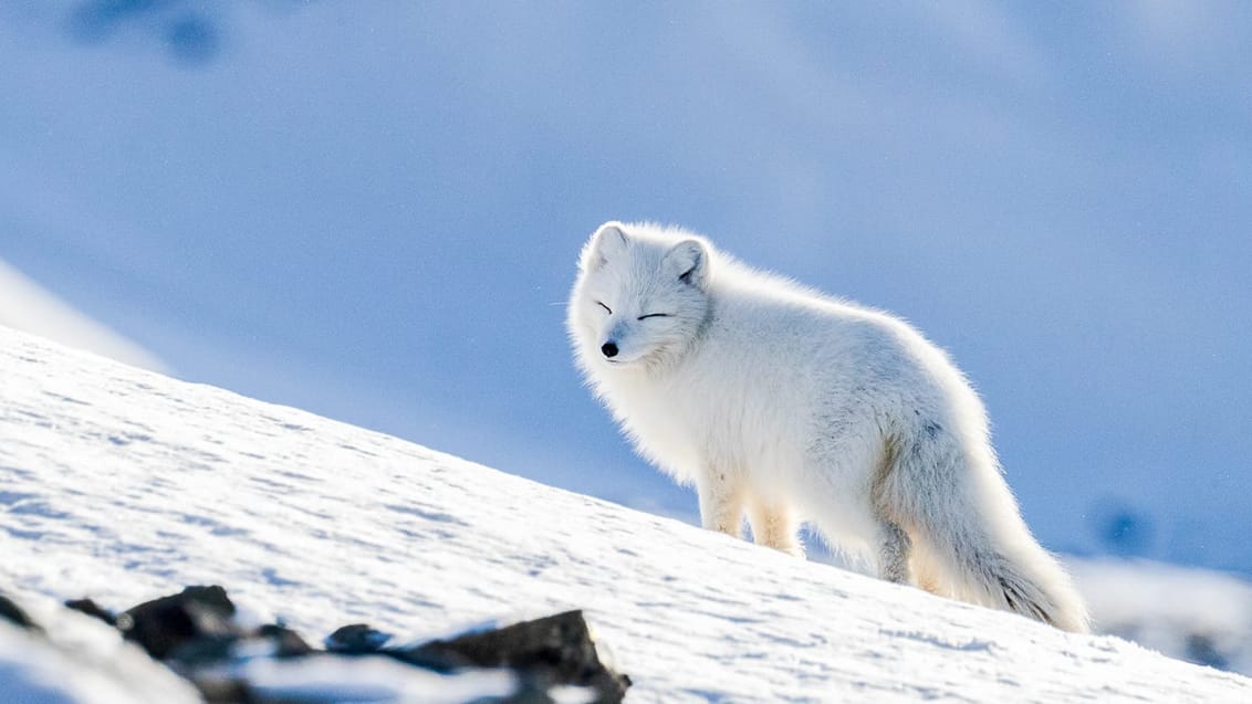 Tag med Jysk Rejsebureau på eventyr til Svalbard