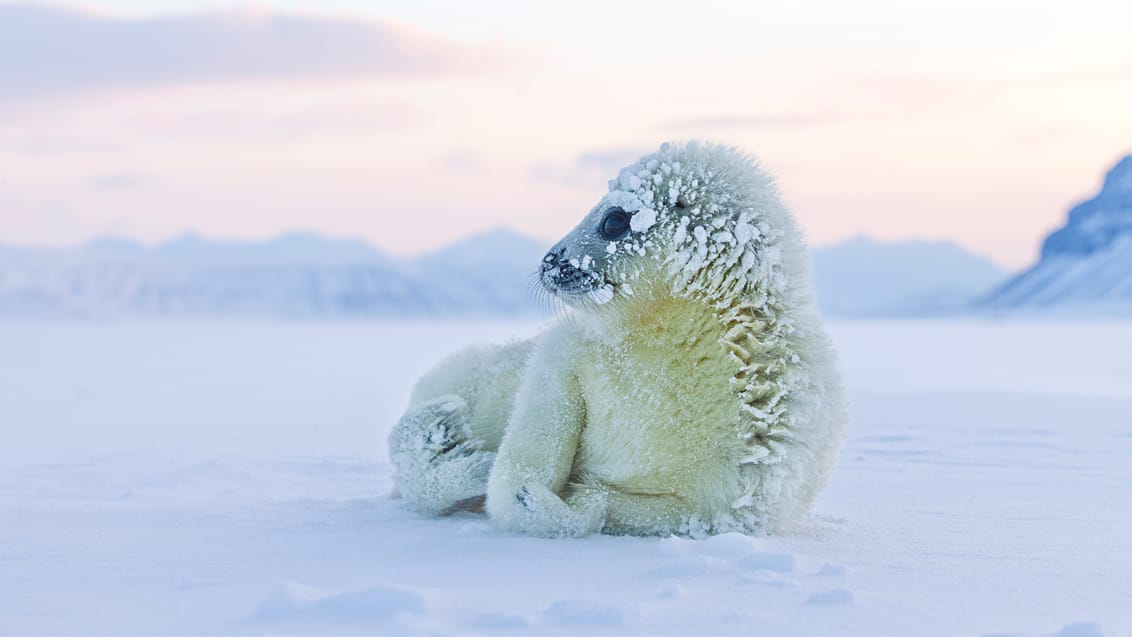 Tag med Jysk Rejsebureau på eventyr til Svalbard