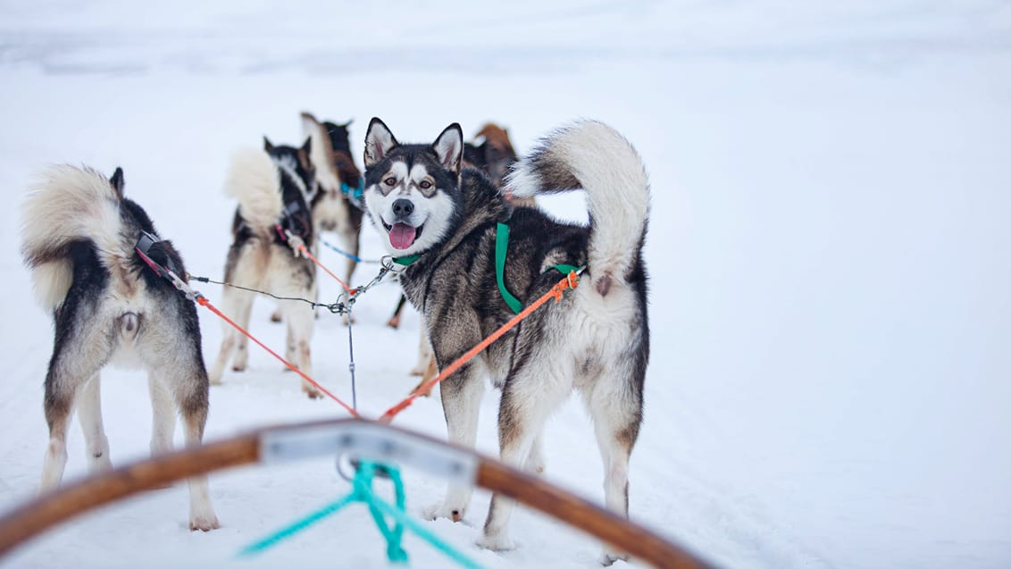 Tag med Jysk Rejsebureau på eventyr til Svalbard