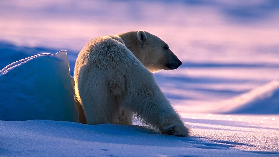 Tag med Jysk Rejsebureau på eventyr til Svalbard