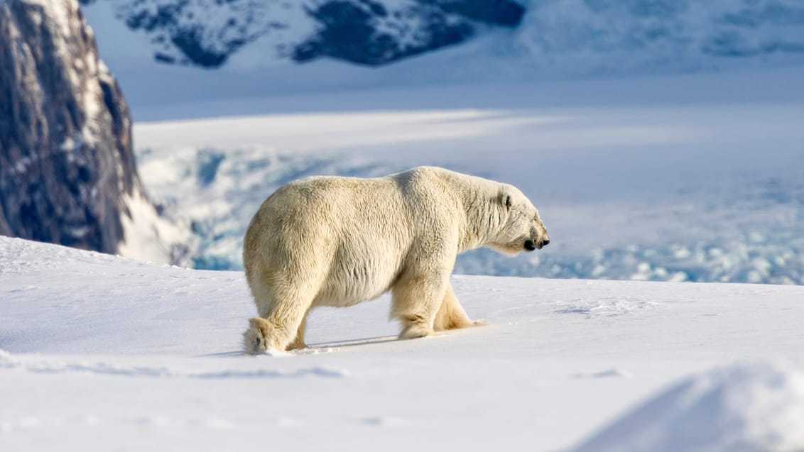 Tag med Jysk Rejsebureau på eventyr til Svalbard