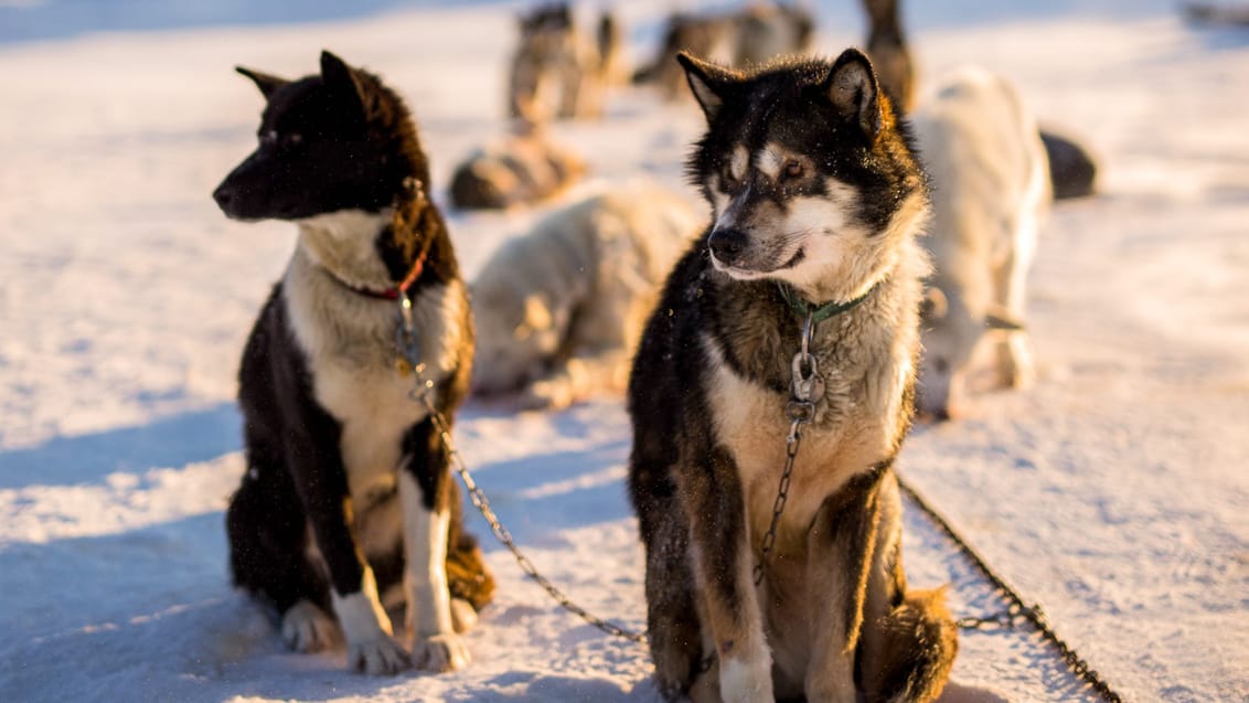 Tag med Jysk Rejsebureau på eventyr til Svalbard