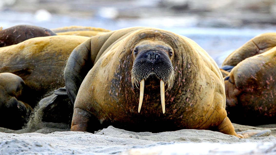 Eventyrlige Svalbard