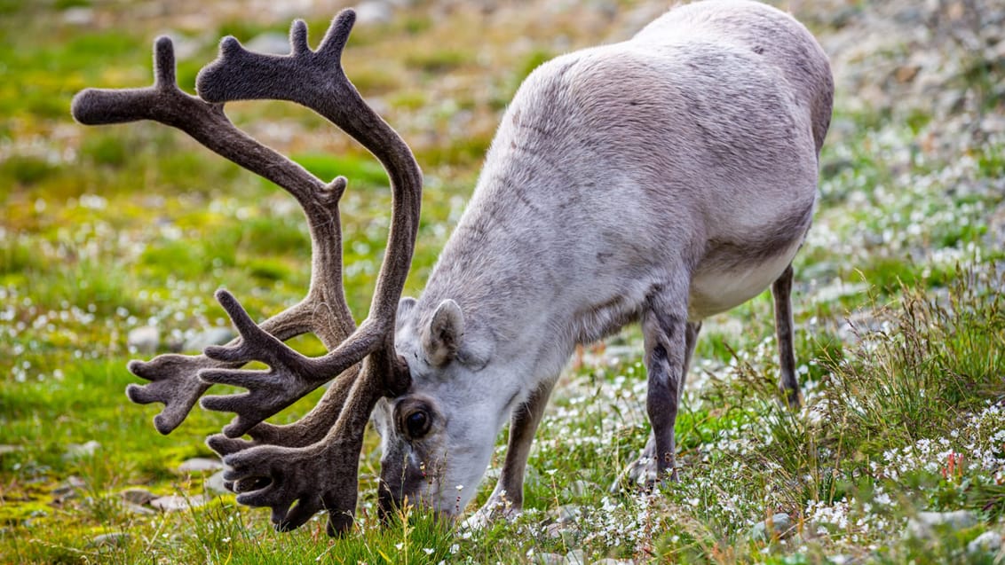 Tag med Jysk Rejsebureau på eventyr til Svalbard