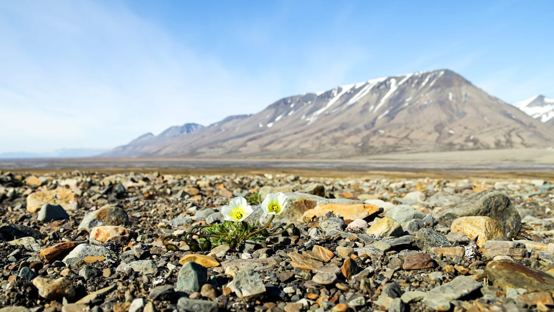 Tag med Jysk Rejsebureau på eventyr til Svalbard