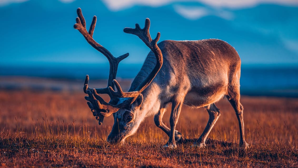 Tag med Jysk Rejsebureau på eventyr til Svalbard