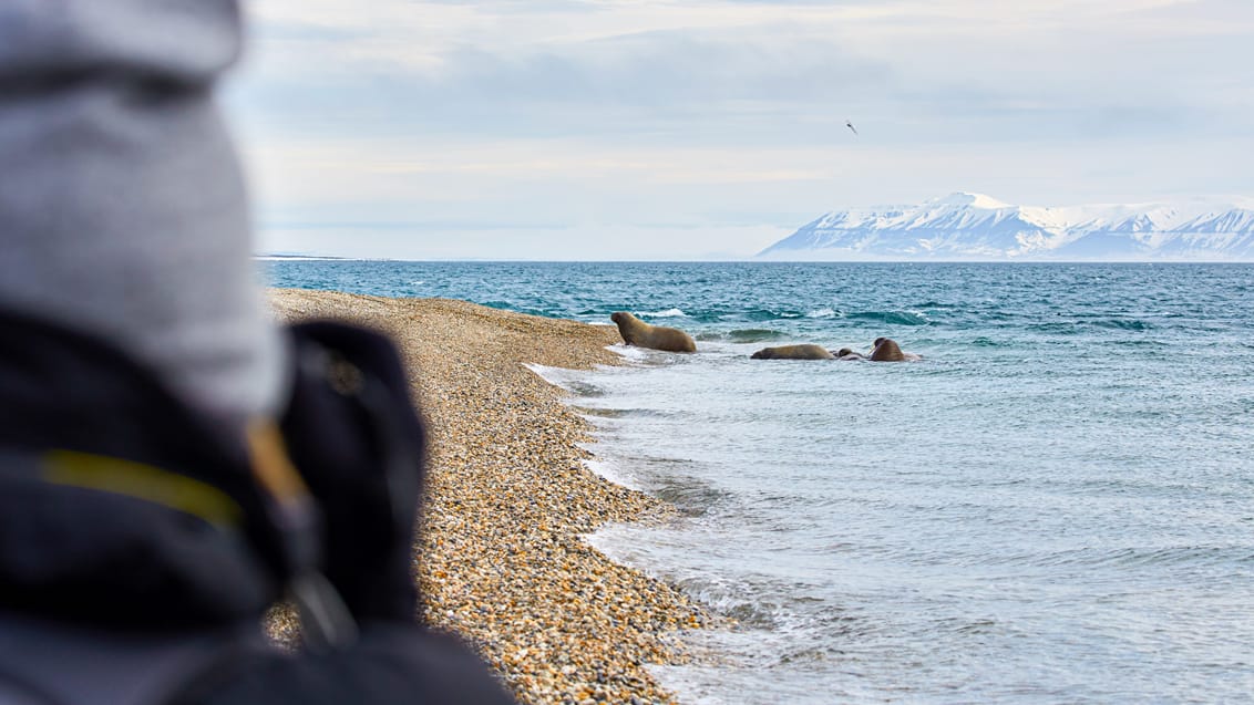 Tag med Jysk Rejsebureau på eventyr til Svalbard