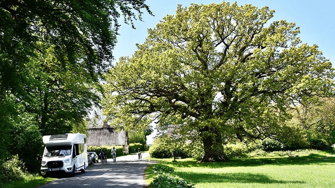 Ambrosius egen på Tåsinge - et af Danmarks største egetræer