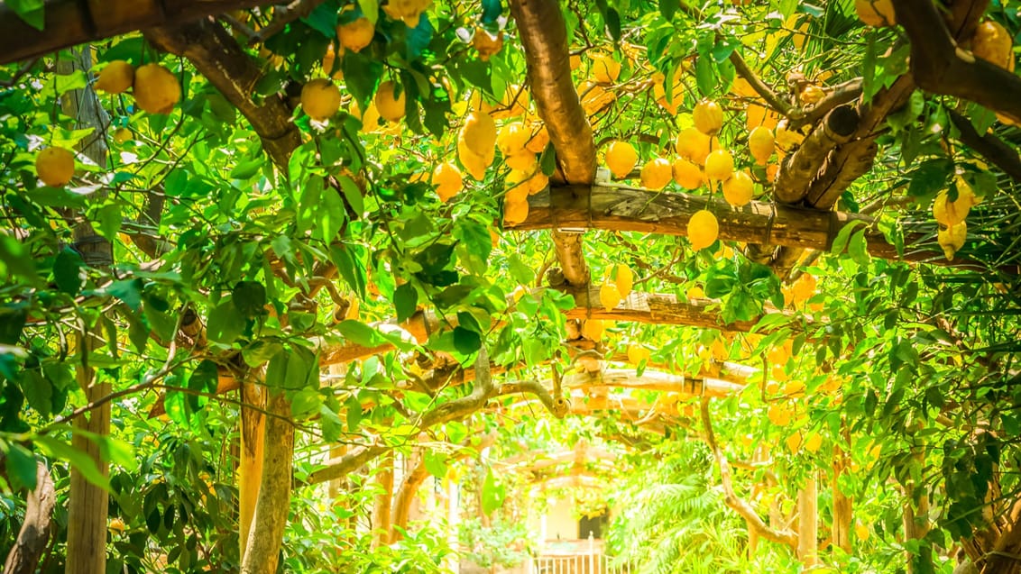 En citronplantage i Sorrento
