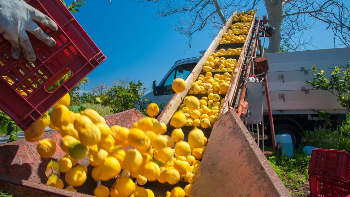 Høsttid på en citronplantage i Sorrento