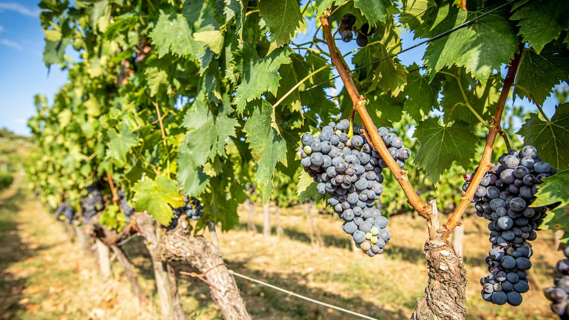 Vinstokke i Panzano i Toscana