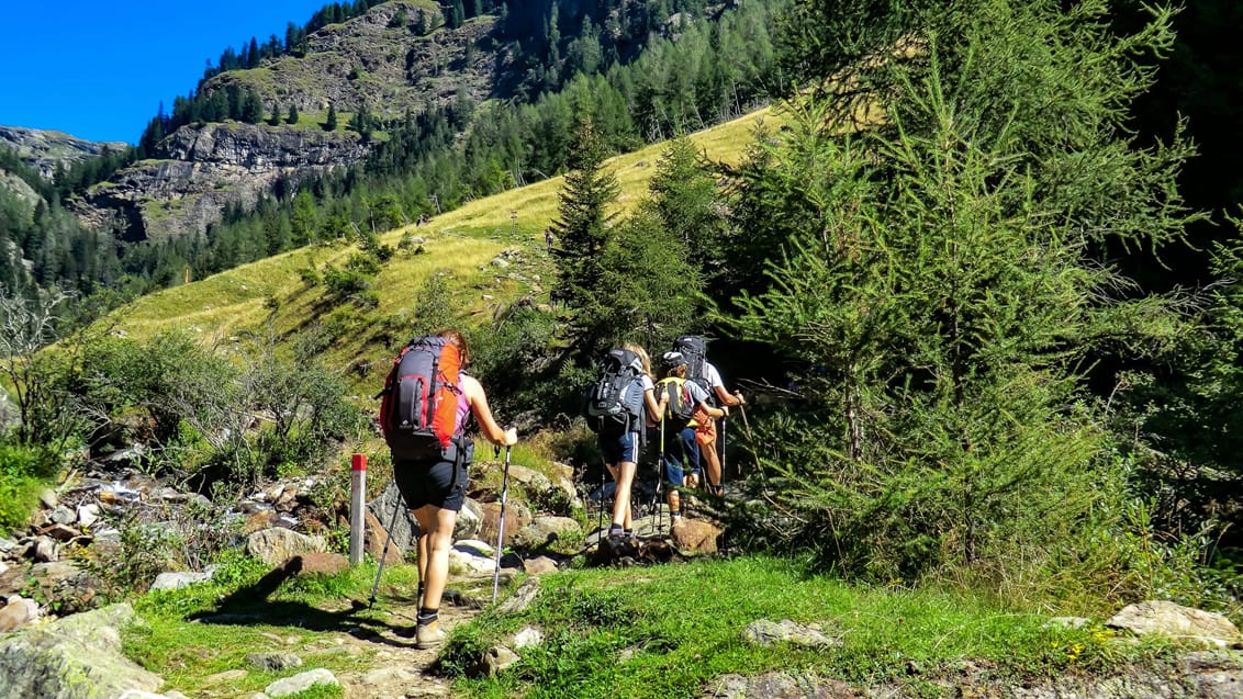 Trekking i Dolomitterne tager dig igennem mange forskellige miljøer og landskaber - her skov og eng