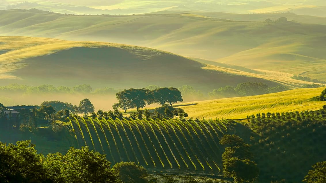 Toscana - Bakker og vinmarker
