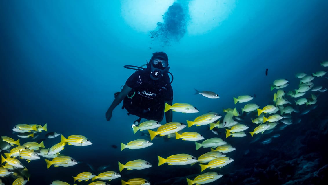 En ny verden åbner sig med et Open Water dykkerkort