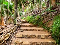 Vallée de Mai på Seychellerne Vallée de Mai på Seychellerne