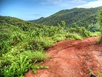 Vallée de Mai på Seychellerne Vallée de Mai på Seychellerne