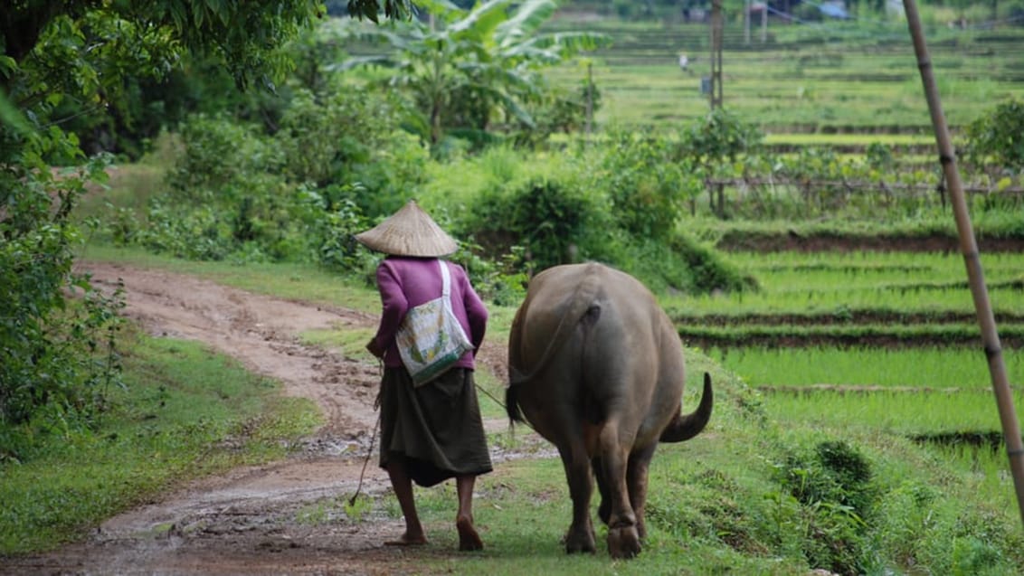 Landsbyliv, Cambodja