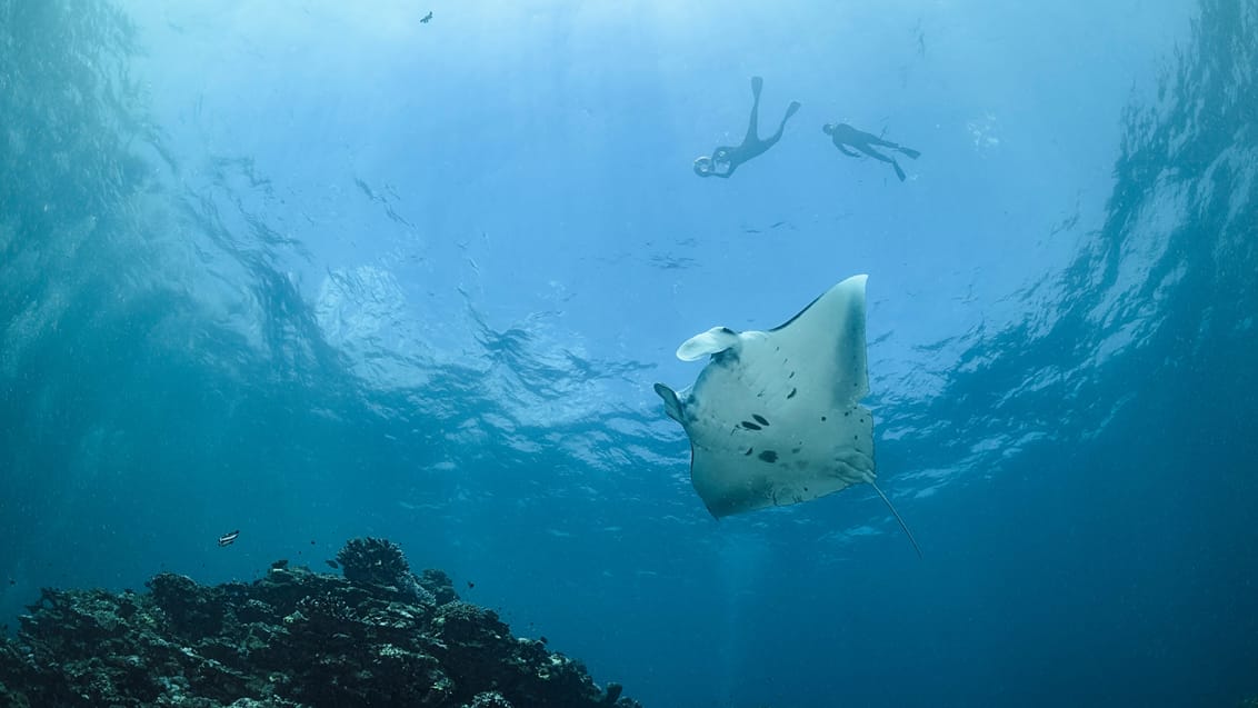 Svøm med mantarokker ved Nanuya Balavu Island