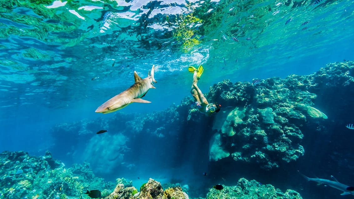 Snorkling med hvidtippede revhajer ved Kuata Island