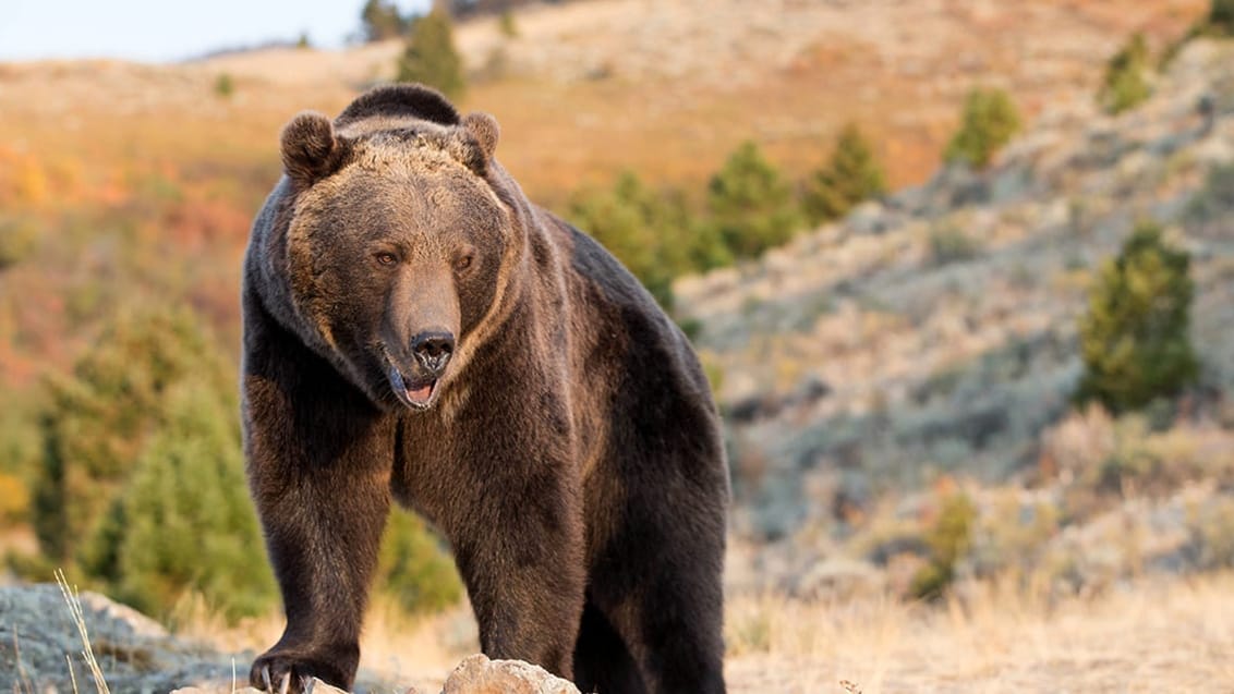 Grizzly bjørn, Canada