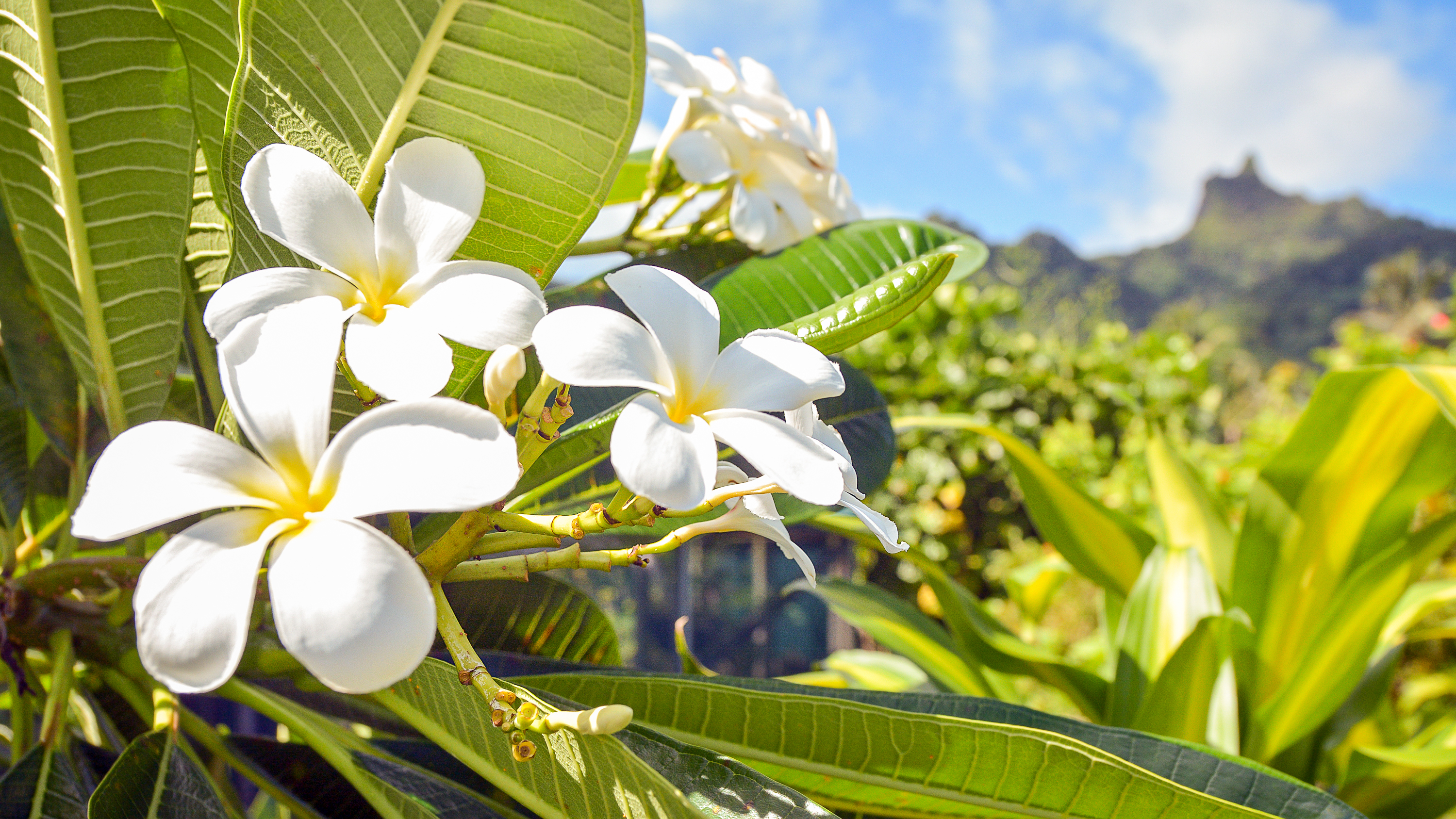 De smukke frangipani-blomster findes overalt i Stillehavet, og de sættes ofte bag øret