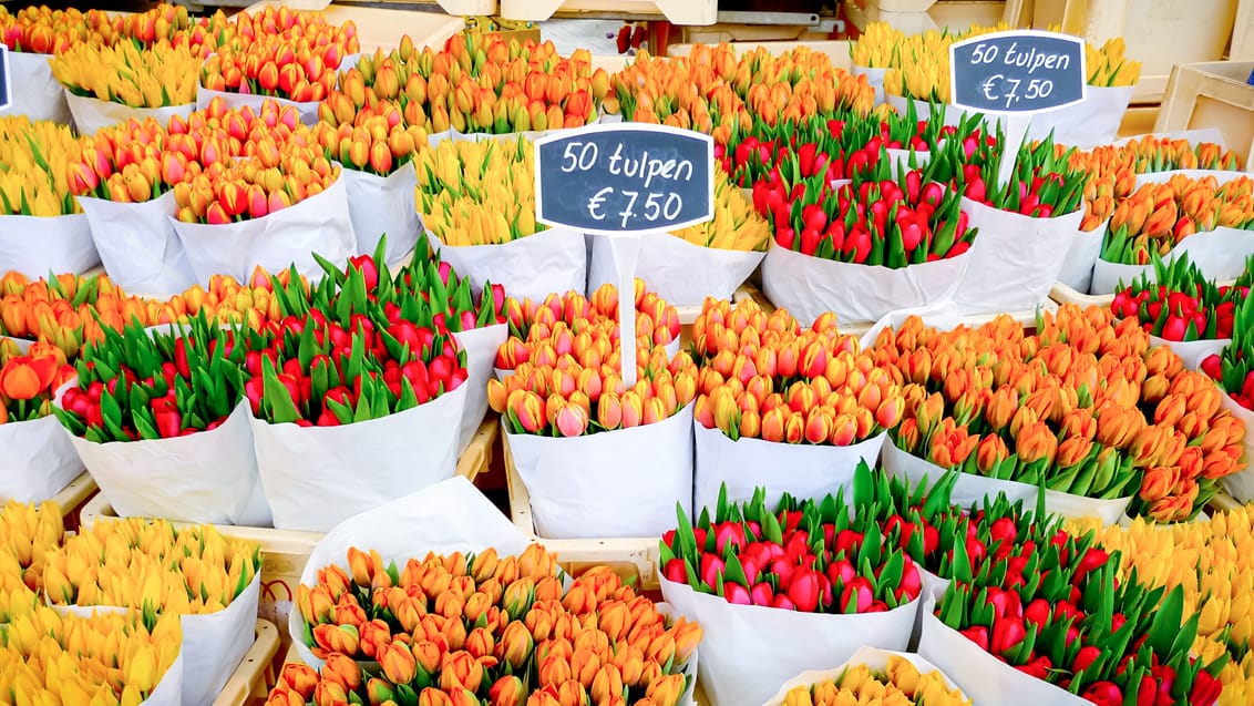 Friske tulipaner på Amsterdams blomstermarked