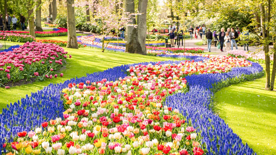 Keukenhof Park uden for Amsterdam er en fryd for øjet i forårsmånederne