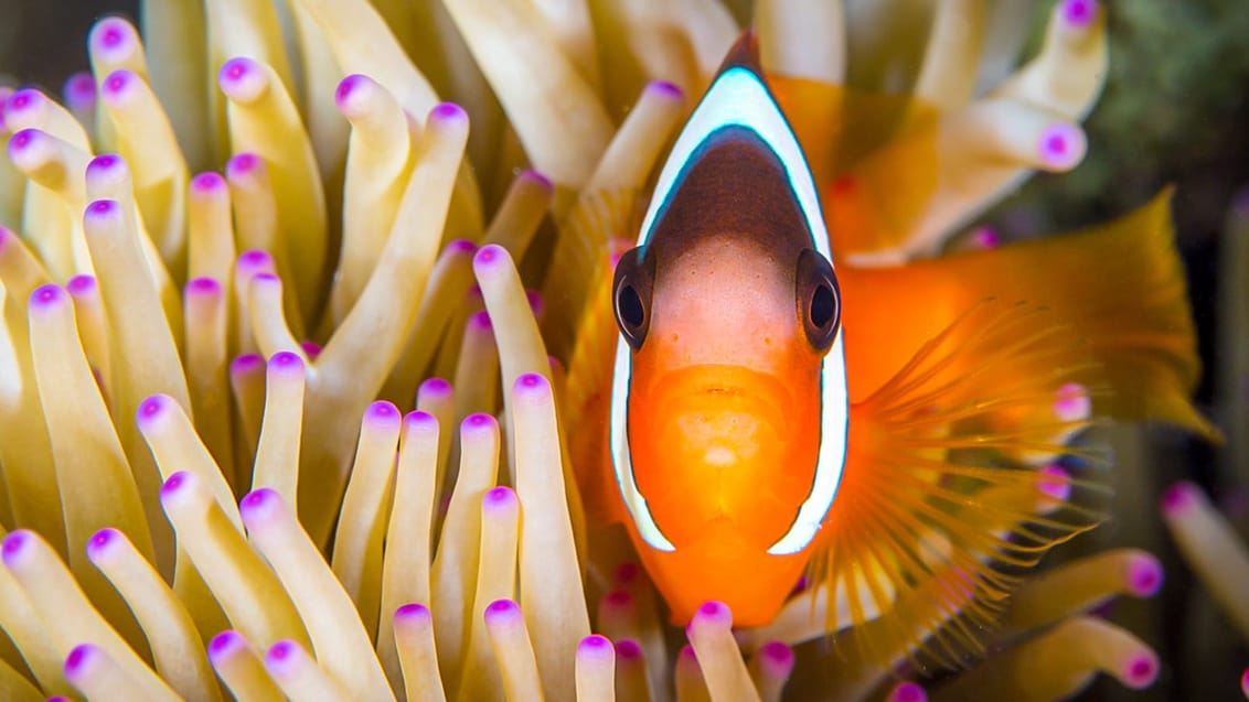 En klovnfisk der gemmer sig i en søanemone i ved Fijis koralrev