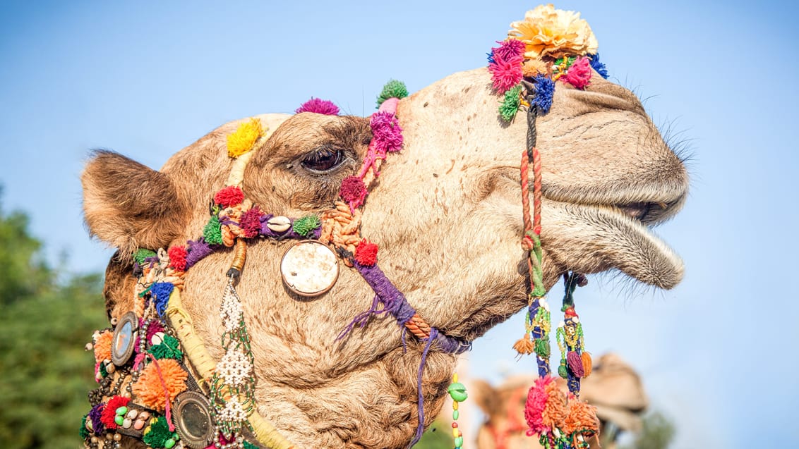 Besøg kamelmarkedet i Bikaner