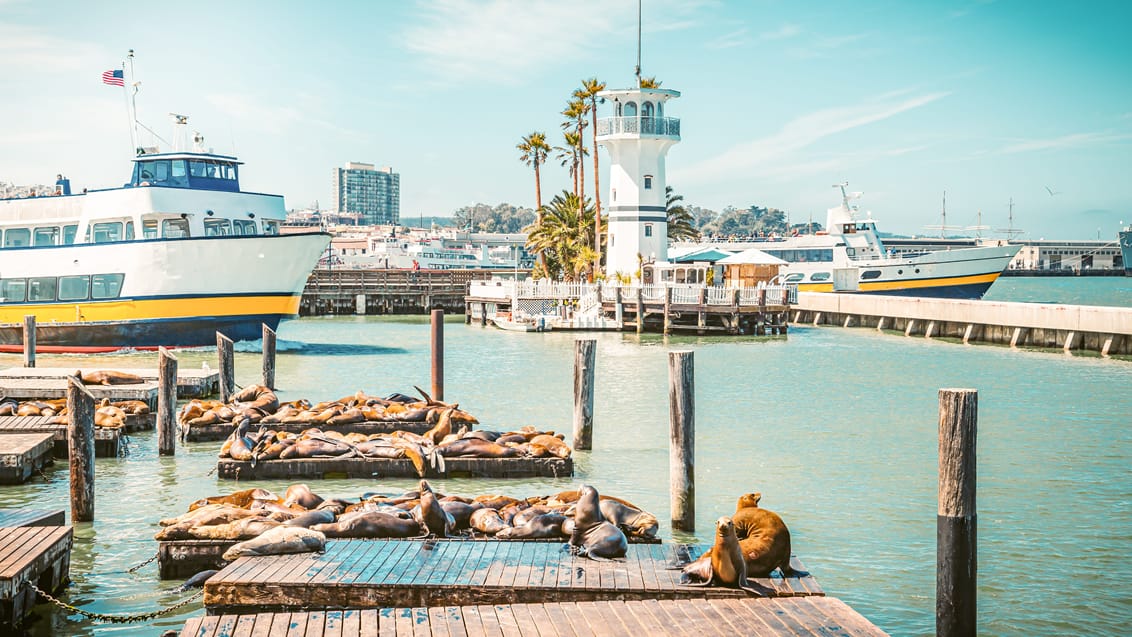 Søløverne ved Pier 39 i San Francisco