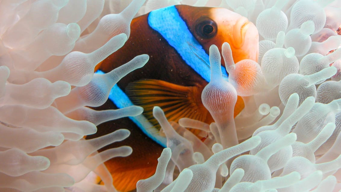 Klovnfisk på Great Barrier Reef