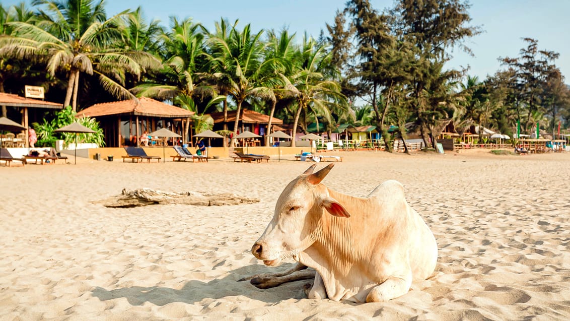Hellig ko på stranden ved Goa