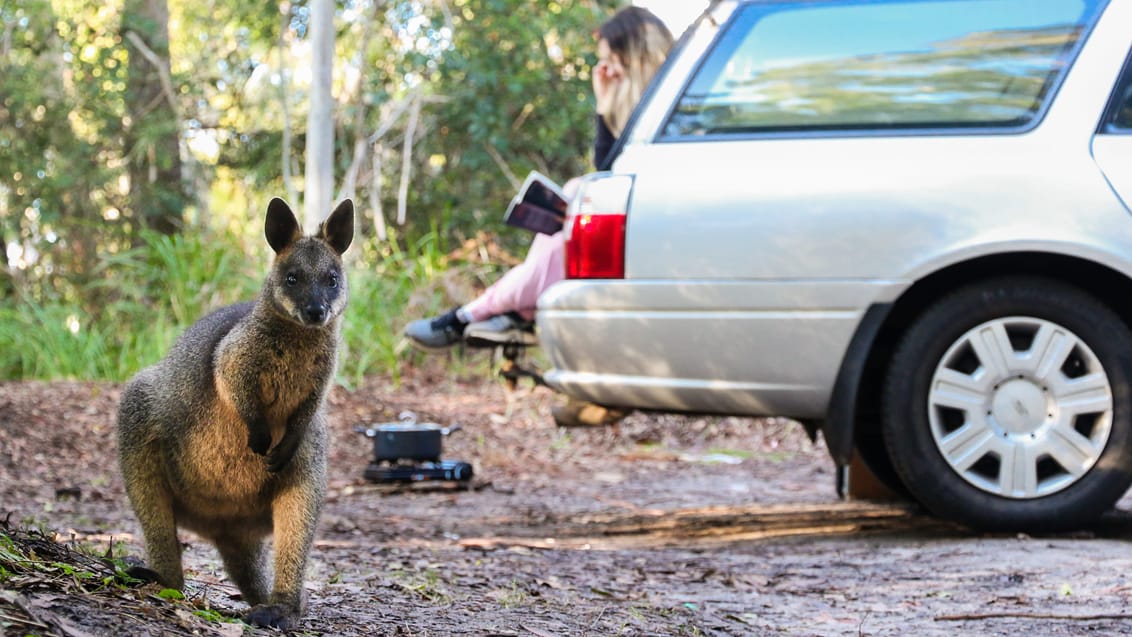 Tag dine venner med på roadtrip i Australien