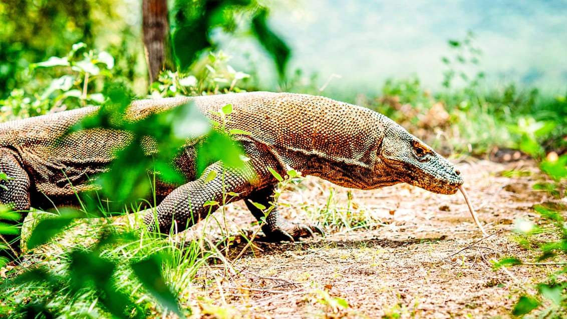 Det eventyrlige Komodo Nationalpark