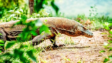 Det eventyrlige Komodo Nationalpark