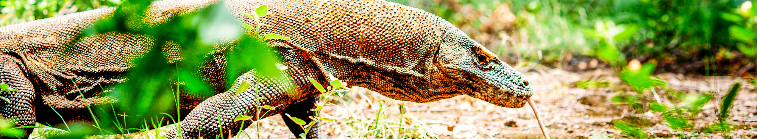 Oplev Komodo Nationalpark