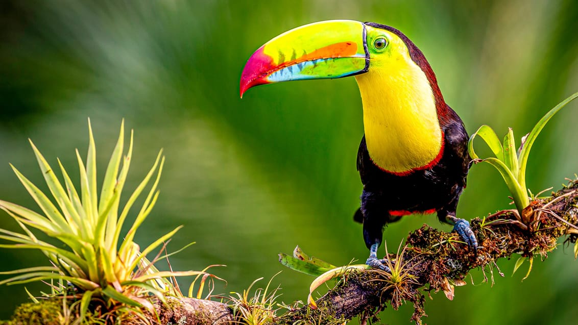 Costa Ricas vilde natur og fantastiske dyreliv