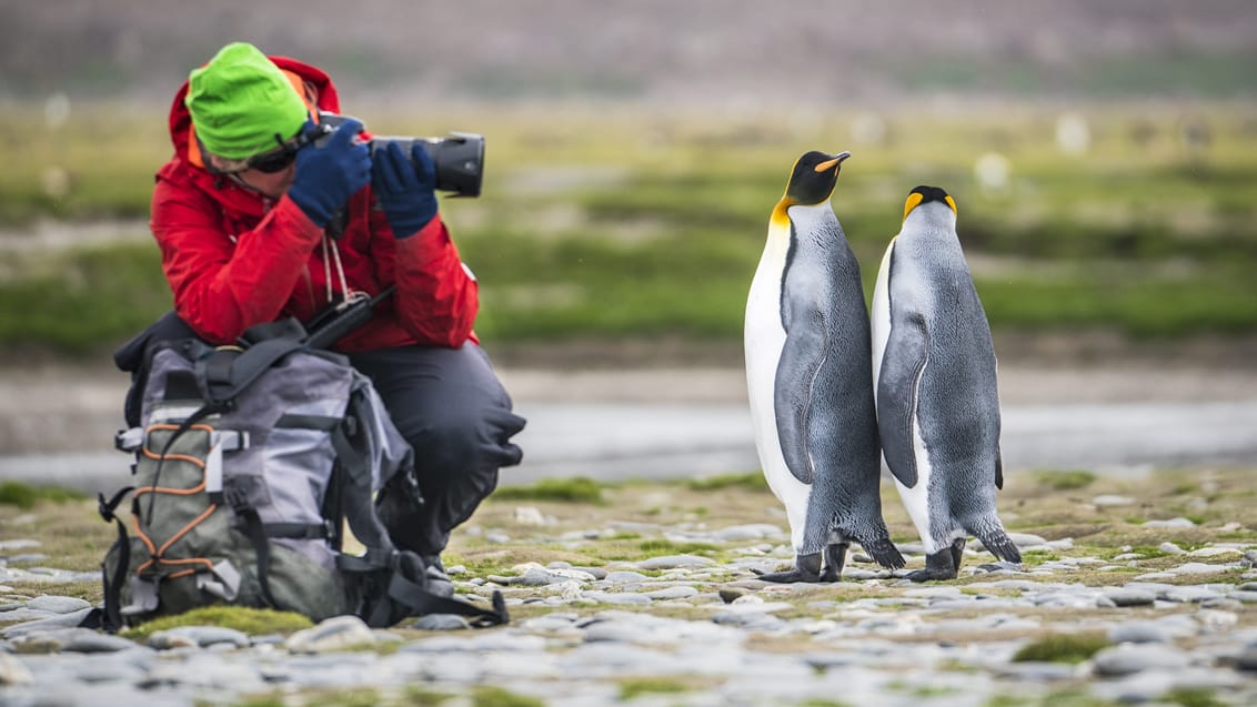 Tag med Jysk Rejsebureau på eventyr til Antarktis, Falklandsøerne og South Georgia