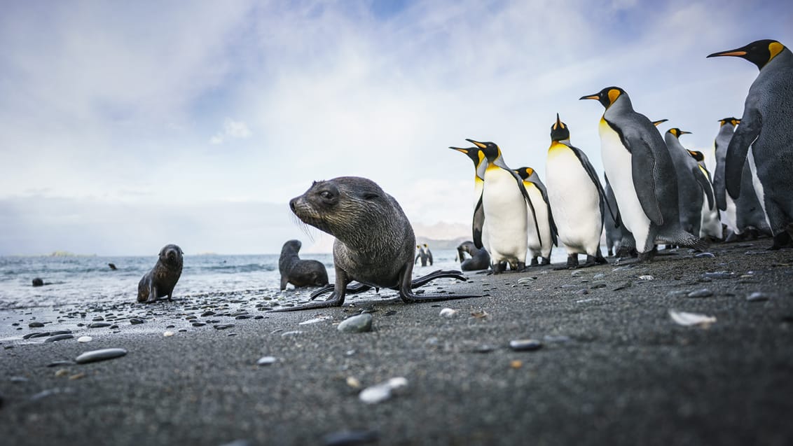 Tag med Jysk Rejsebureau på eventyr til Antarktis, Falklandsøerne og South Georgia