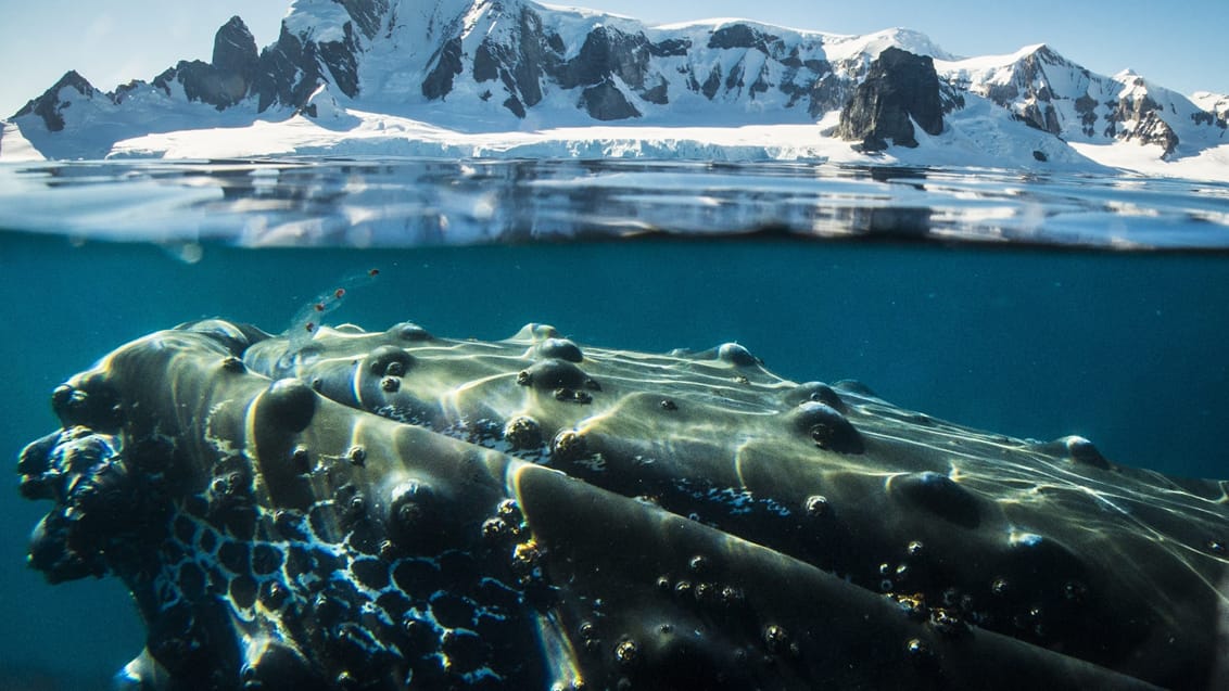 Tag med Jysk Rejsebureau på eventyr til Antarktis, Falklandsøerne og South Georgia