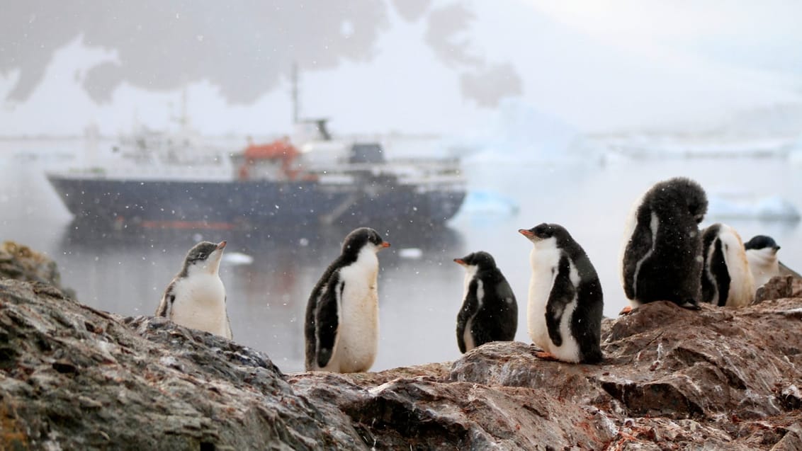 Tag med Jysk Rejsebureau på eventyr til Antarktis, Falklandsøerne og South Georgia